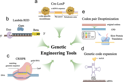 Figure 1. The diagram illustrates the working principles of several genetic engineering tools used in vaccine development. (a) Cre recombinase specifically recognizes LoxP sites to achieve site-specific gene recombination, allowing for the creation of conditional knockouts or gene expression modulation. (b) the λ Red system comprises three proteins, including Exo, Beta, and Gam, and functions to promote homologous recombination for gene editing. (c) CRISPR-Cas9 genome editing utilizes purified Cas9 and sgRnas to target and modify specific genomic sequences. (d) Genetic code expansion is a tool that employs specific aaRS/tRNA pairs to introduce unnatural amino acids into the genetic code, which can be used for antigenic modification or virus attenuation. (e) Codon deoptimization strategies utilize suboptimal codons to reduce protein translation efficiency, resulting in effective virus attenuation. These genetic engineering tools offer a range of possibilities for modifying genetic sequences, from small-scale modifications to large-scale genome editing, and hold great potential for vaccine applications. The schematic illustration was drawn using Figdraw tools (www.figdraw.com).