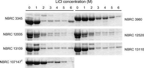 Fig. 4. Analysis of the remaining S-layer proteins of L. brevis after LiCl treatment. The bands corresponding to proteins labeled “1” in Figure 2 are shown.