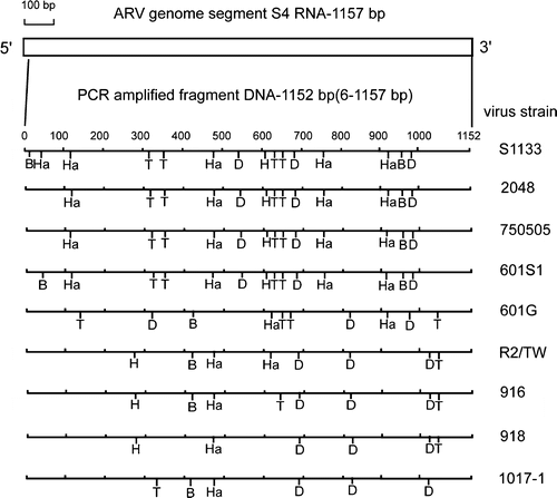 Figure 5. Diagram of restriction enzyme digestions of the σNS-encoding gene of ARV isolates. The genome segment S4 of ARV S1133 is indicated by the box. The amplified cDNA fragment (1152 bp) is numbered from 6 to 157. The restriction sites of the amplified cDNA fragments from each strain are shown as Bcn I (B), Dde I (D), Hae III (Ha), Hinc II (H), and Taq I (T).