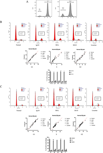 Figure 3 SH notably arrested the cell cycle of T and B cells in the spleen. The purity (A) and cell cycle of T (B) and B (C) cells were assessed by flow cytometry. The difference in the proportion of spleen T and B cells in each cell cycle phase treated with SH or Losartan is displayed as the mean ± SEM (n = 7). ###p < 0.001, vs normal group, *p < 0.05, ***p < 0.01 vs IgAN model group.