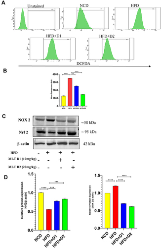 Figure 6 MLT inhibited HFD-induced iROS generation and suppressed NOX activation. (A and B) Flow cytometric analysis of intracellular ROS and bar graph of mean fluorescence unit of iROS generation, (C) Western blot analysis of NOX-2 and Nrf2 protein, and (D) the bar graph exhibits relative protein expression of NOX 2/ and Nrf2/ β actin. The values indicate the mean ± SEM (n=3). ***P<0.001, ****P<0.0001.