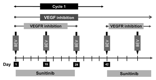 Figure 2. Study schema: Patients received sunitinib 37.5 mg PO daily from weeks 1–4 and bevacizumab (Bev) 5 mg/kg intravenously on days 1, 15, and 29 of each 6-wk cycle.
