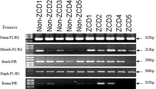 Fig. 3. PCR amplification of potato endophytic bacteria previously determined to be ZCD-only and non-ZCD-only from potato tubers by in vitro cultivation method. PCR primer sets from each bacterium yielded amplicons from both ZCD and non-ZCD-tubers. Primer information is listed in Table 1.