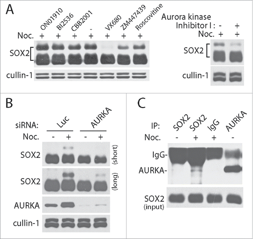 Figure 2. AURKA regulates the mitotic modification of SOX2. (A) Mitotic modification of SOX2 was sensitive to AURKA inhibition. PA-1 cells were treated with nocodazole for 12 hours and further incubated with chemical inhibitors for 30 minutes as indicated. ON01910, BI2536 and CBB2001 are PLK1 inhibitors, VX680 and Aurora kinase inhibitor I are AURKA inhibitors, ZM447439 is a pan Aurora kinase inhibitor. Roscovitine is a pan CDKs inhibitor. (B) siRNA knockdown of AURKA abolished the mitotic modification of SOX2. PA-1 cells were transfected with siRNAs specific to Luciferase (Luc, as negative control) and AURKA for 48 hours, and then incubated with DMSO or nocodazole (Noc.) for 12 hours. Both short and long exposure results were showed. (C) AURKA interacts with SOX2 directly in M phase. PA-1 cells were treated with nocodazole (Noc.) or DMSO for 12 hours, and the protein complexes in the lysates were co-immunoprecipitated (co-IP) with antibodies.