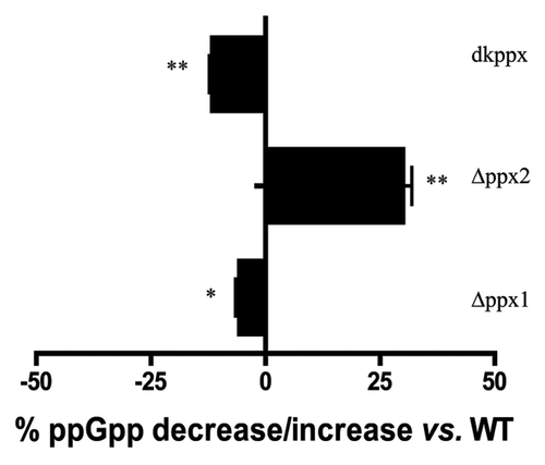Figure 2. Intracellular ppGpp levels in the C. jejuni ∆ppx mutants. The amount of ppGpp accumulation was assessed in MOPS using early log phase culture labeled with 32P. The nucleotides were resolved by TLC and quantified using densitometry. The graph shows the percentage decrease/increase in the levels of ppGpp in mutants at 24 h. The complemented strains (Cppx1 and Cppx2) did not show a significant change in the intracellular ppGpp pool compared with wild type as chloramphenicol has been shown to inhibit ppGpp synthesis (data not shown). Each bar represents the average from 2 independent experiments performed using duplicate samples in each experiment.
