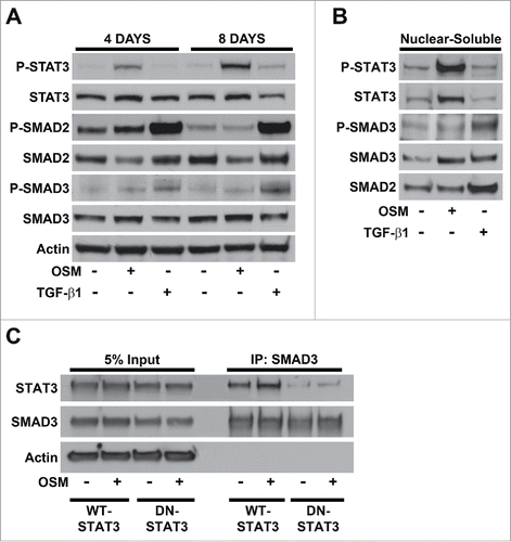 Figure 3. OSM/STAT3 signaling promotes SMAD3 nuclear localization without increased phosphorylation. (A) Western analysis of whole cell lysates harvested from shp53-HMEC plated in the presence (+) and absence (-) of either OSM or TGF-β1 for 4 and 8 d. (B) Western analysis of the nuclear-soluble protein fractions from subcellular fractionations of untreated shp53-HMEC and shp53-HMEC treated with either OSM or TGF-β1 for 4 d. (C) Western analysis of SMAD3-specific immunoprecipitations using whole cell lysates from both untreated and OSM-treated HEK 293T cells transfected with an expression vector encoding SMAD3 in combination with either an expression vector encoding wild-type STAT3 (WT-STAT3) or encoding dominant-negative STAT3 (DN-STAT3), and then plated in the presence (+) and absence (-) of recombinant OSM [10 ng/mL] for 2 d.