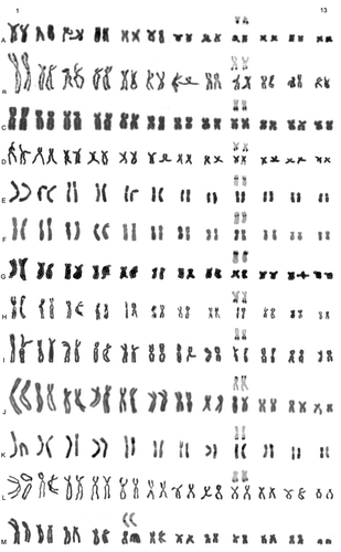 Figure 1 Giemsa stained karyotypes of the 13 studied hyperoliids.A, Heterixalus alboguttatus; B, H. andrakata; C, H. betsileo; D, H. boettgeri; E, H. luteostriatus; F, H. punctatus; G, H. rutenbergi; H, H. tricolor; I, H. variabilis; J, Acanthixalus spinosus; K, Hyperolius cf. viridiflavus; L, Kassina maculata; M, Leptopelis calcaratus. The Ag‐NOR banded pairs are reported above the corresponding Giemsa stained pairs.