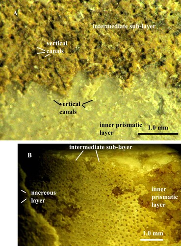 Fig. 2. A. Orthoceras sp. Specimen no. Mo 195102, Runsten. Vertical pore-canals in the intermediate sub-layer and inner prismatic layer; the intermediate sub-layer is rich in organic substance. B. Orthoceras regulare. Same specimen as in Fig. 1B. Thin, calcified, intermediate sub-layer with vertical pore-canals between the nacreous and inner prismatic layers.