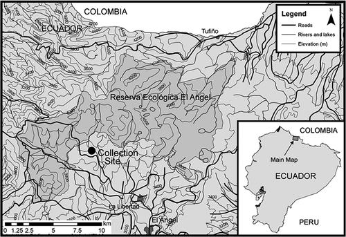 Figure 1. Location of the collection site from Reserva Ecológica El Ángel, Carchi Province in northern Ecuador at 3575 m elevation