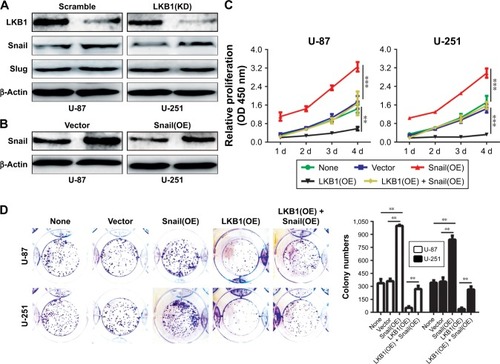 Figure 4 Snail is involved in LKB1-regulated glioma cell proliferation, migration, and invasion.Notes: (A) LKB1 knockdown decreased the protein level of Snail. Other proteins remain unchanged. (B) The overexpression efficiency against Snail was verified by Western blot in U-87 and U-251 cells. (C) Growth curves between none, vector, Snail(OE), LKB1(OE), and Snail(OE) + LKB1(OE) by CCK-8 assay. The results are shown as the mean ± SD of at least three independent experiments. (D–F) Representative images (left panels) and histogram quantification (right panels) of the (D) colony formation assay, (E) Transwell migration, and (F) invasion assays with U-87 and U-251 cells. Statistical significance was assessed using one-way ANOVA followed by Dunnett’s tests for multiple comparisons. Scale bars: 50 µm. **P<0.01 and ***P<0.001.Abbreviations: CCK-8, Cell Counting Kit-8; LKB1, liver kinase B1; OE, overexpression.