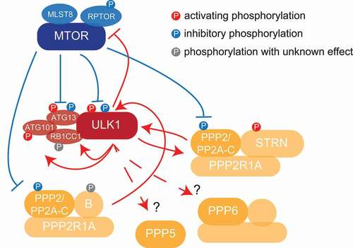 Figure 1. Kinase-phosphatase crosstalk in autophagy regulation. ULK1 and PPP2 are linked via a positive feedback mechanism, ULK1 activating PPP2 by phosphorylation of STRN, which in turn removes inhibitory MTORC1 sites on ULK1 itself. How ULK1 affects additional phosphatases like PPP5 and PPP6, and if this has an influence on autophagy regulation is currently not known.