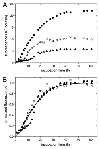 Figure 2. The thermodynamic effect provoked by the presence of PTFE balls during amyloidogenic incubation of αSyn. (A) The evolution of the thioflavin T fluorescence signal measured by Pronchik et al.Citation28 and digitized by us shows increasing reaction extents as the number of PTFE balls increases from 10 (▲) to 20 (□) to 50 (●). Reprinted with permission from Pronchik et al.Citation28 Copyright 2012 American Chemical Society. (B) By normalizing the results shown in (A) by the final fluorescence signal of each experiment the differences between kinetics become hardly visible; EquationEquation 2(2) ΔmΔmT=1−1kb[exp(kat)−1]+1(2) was fitted to the normalized results obtained with 10 PTFE balls (solid line) to obtain ka = 0.121 h–1 and kb = 0.253.
