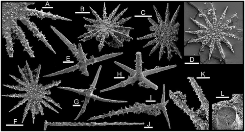 Figure 4. Sponge spicules from the Holm Dal Formation (Cambrian Series 3, Guzhangian, Lejopyge laevigata Biozone). A–D, F, K. Seqineqia bottingi n. gen. n. sp. A, B, F, holotype, PMU 31821 from GGU sample 225540. C, paratype, PMU 31822 from GGU sample 225592. D, paratype, PMU 31823 from GGU sample 225594; the spicule is partially submerged in adhesive. K, paratype, PMU 31824 from GGU sample 225540. E, G–J, Acanthose pentactins with widely spaced, stubby, spines. E, PMU 31825 from GGU sample 225594. G, L, PMU 31826 from GGU sample 225595, with detail of axial canal (L). H, PMU 31827 from GGU sample 225594. I, PMU 31828 from GGU sample 225594. J, PMU 31829 from GGU sample 225594. Scale bars 100 μm, except A (30 μm) and K (50 μm).
