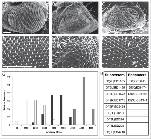 Figure 1. Df(3L)ED225 suppresses DVAP-P58S-induced eye phenotype. Scanning electron microscopy images of (A) ey-Gal4/+ control flies, (B) ey-Gal4, UAS-DVAP-P58S/+ and (C) ey-Gal4, UAS-DVAP-P58S/+; Df (3L)ED225/+ flies. Flies in (D), (E) and (F) are higher magnifications of the genotypes in (A), (B) and (C) respectively. Scale bars: 100 µm. (G) 60% of ey-Gal4, UAS-DVAP-P58S/+ flies (white) have eye size areas centered between 1500 and 2000 arbitrary square units (N=61, SD=654) and 5% had eye sizes around 50 arbitrary square units compared to 74% of ey-Gal4, UAS-DVAP-P58S/+; Df(3L)ED225/+ flies (black) that are centered between 3000 and 3500 arbitrary square units and 10% at 4000 arbitrary square units (N=36, SD=378) that is toward control values (60% centered around 4500 arbitrary square units and 20% centered around 4000 and 4750 arbitrary square units respectively. Grey, N=20, SD=261). Differences between eye size distributions of ey-Gal4, UAS-DVAP-P58S/+ flies and ey-Gal4, UAS-DVAP-P58S/+; Df(3L)ED225/+flies were highly significant (P<0.001, according to the non-parametric Mann-Whitney U test when comparing the 2 data sets). Differences between the distributions of eye sizes between ey-Gal4, UAS-DVAP-P58S/+ and control flies were highly significant (P<0.001, according to the non-parametric Mann-Whitney U test when comparing the 2 data sets). (H). Table reporting that the deficiency screen identified 9 genomic deficiencies as suppressors and 4 as an enhancers of the DVAP-P58S eye phenotype. Sem experiments were performed as previously described.Citation16 Quantification of the eye phenotype was performed using Oculus v.1, an in-house developed software.Citation17
