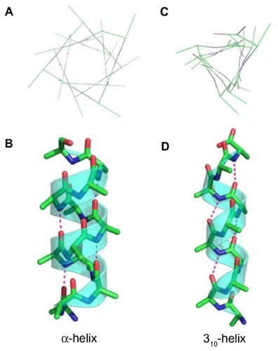 Figure 5 Representations of the (A) top view, (B) side view of an α-helix, (C) top view, and (D) side view of a 310-helix, showing the hydrogen bonding pattern (pink dotted lines) of the two types of helices.