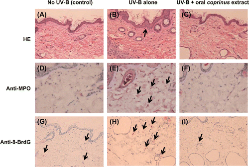 Fig. 3. Oral administration of the Coprinus extract reduced UV-B irradiation-induced 8-halogenated dG formation in dorsal skin.