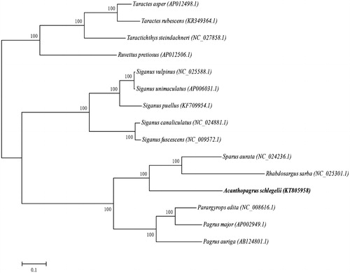 Figure 1. The ML phylogenetic tree of Perciformes species. Numbers on each node are bootstrap values of 100 replicates.