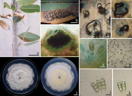 Fig. 1. a, Natural symptoms of Eucalyptus camaldulensis leaf blight caused by Pestalotiopsis virgatula. b–e, The exuded spore mass on leaves. f, Acervulus of P. virgatula on leaf. g, Conidiogenous cells in acervulus. h, Fusiform five-cell conidia on E. camaldulensis leaf. i, Colonies of P. virgatula grown for 4 days at 25°C on PDA (left, surface view and right, reverse view). j–k, Conidia on PDA culture. Bars: a–b = 5 cm; c = 100 μm; d–f, h = 50 μm; g, j–k = 10 μm and i = 1 cm.