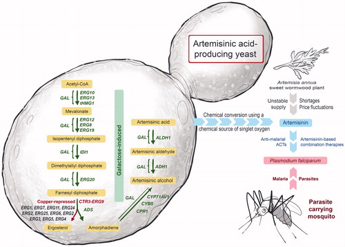 Figure 17. A synthetically engineered strain of Saccharomyces cerevisiae designed and developed for the production of artemisinic acid, a precursor of the potent anti-malarial compound, artemisinin.[Citation41]