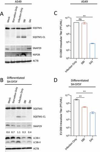 Figure 4. SAI blocks EV-D68 replication in A549 and differentiated SH-SY5Y cells. (a) A549 cells, and (b) differentiated SH-SY5Y cells were treated/infected as in Figure 2A for western blot analyzes against the indicated proteins. (c) A549 cells were either infected with the virus only (Infection Only), pretreated with the starvation media before infection, or treated with the starvation media after viral adsorption until the end of the incubation. Intracellular viral particles were then collected and subjected to a plaque assay. (d) Differentiated SH-SY5Y cells were infected as in C, followed by a plaque assay. Error bars indicate mean ± SEM. Statistical analysis was done using unpaired student’s t-test. (** = p < 0.01; ns = not significant.).