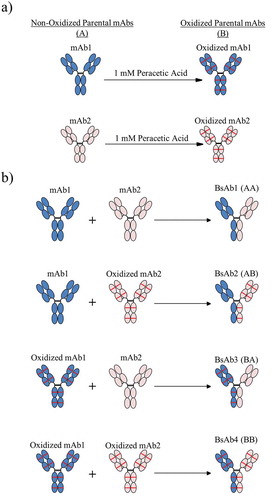 Figure 1. The process for creating asymmetrically oxidized bispecific molecules (BsAb) is presented. (a) Peracetic acid treatment of mAb1 (blue) or mAb2 (peach) resulted in methionine oxidation (illustrated as red lines) throughout the molecule. (b) Combinations of non-oxidized (A) and/or oxidized (B) mAb1 and mAb2 were pooled prior to Fab arm exchange to generate control BsAb1 (AA), asymmetrically oxidized BsAb2 (AB) and BsAb3 (BA), and symmetrically oxidized BsAbs (BB). All BsAbs were purified to the final product prior to analytical characterization.