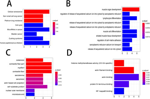 Figure 5. Functional enrichment analysis. The top 10 items of the KEGG pathway and GO enrichment analyses are shown in the form of a bubble plot using the clusterProfiler package. p < 0.05 was considered statistically significant. (A) KEGG; (B) BP, biological process; (C) CC, cellular components; (D) MF, molecular function. GO, Gene Ontology; KEGG, Kyoto Encyclopedia of Genes and Genomes.