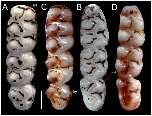 Figure 6. Right superior molar series (A), inferior right (B) of holotype R. albujai, adult female, DMMECN 3791; (C) and (D) respective orientation of holotype R. fulviventer BM 96.11.1.3, adult female. Abreviation are: anf, anteromedian flexus; hy, hypoflexid; prf, protoflexid. Scale = 0.5.