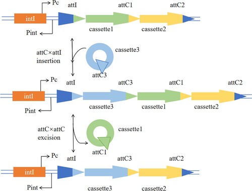 Figure 2. Schematic representation of the integron system. intI, integrase; Pint, integrase promoter; Pc, gene cassette promoter; attI, gene cassette insertion site; attC, gene cassette recombination site.