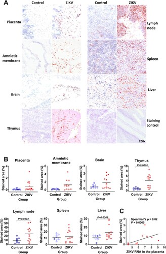 Figure 2. Sialoadhesin expression in fetal organs. (A) Sialoadhesin-specific immunohistochemistry in fetal organs. The red staining represents sialoadhesin-positive cells. In fetal organs (except the brain) the staining pattern was diffused. In the brain, positive cells were localized in the meninges. (B) Digital quantification of the sialoadhesin-positive area in tissues. The solid line represents the mean. The percentage of sialoadhesin stained area in the fetal organs was compared with Mann-Whitney U-test. (C) Spearman correlation between sialoadhesin and ZIKV loads in the placenta. The X-axis represents ZIKV log10 RNA copies per g. In all graphs, squares and circles indicate individual fetuses. Filled red circles represent fetuses directly inoculated with ZIKV.