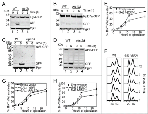 Figure 5. Ego4 protein is identified as a negative meiotic regulator. (A-D) Free GFP accumulation after 6 h sporulation in EGO4-GFP (A), RPL37A-GFP (B), YEF3-GFP (C) and ALD6-GFP (D) WT strains but not atg12Δ strains. WT and atg12Δ strains were sporulated, and samples at 0 h and 6 h sporulation were collected for protein extraction and western blotting analysis. (E, G, H) EGO4, but not RPL37A or YEF3 overexpression inhibited yeast sporulation. EGO4 (E), RPL37A and YEF3 (G) were overexpressed under the control of the GAL1 promoter, and sporulation was induced by 0.5% galactose. Cells with empty vectors (EV) were used as a control. Samples collected at different time points were fixed for checking their sporulation rates under microscopy. The inhibitory effect of Ego4 on meiosis was compared with overexpression of a known negative meiotic regulator, Rme1 (H). (F) Ego4 overexpression delayed premeiotic DNA replication. Premeiotic DNA replications were detected by flow cytometry at different time points when Ego4 was overexpressed.