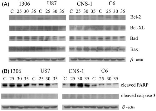 Figure 6. Effects of prenylated chalcone on apoptotic protein expression using western blotting. (A) Anti-proapoptosis (Bcl-2 and Bcl-XL) and anti-apoptosis (Bad and Bax) (B) PARP and anti-caspase 3. Glioma cells were treated with 25, 30 and 35 μg/ml prenylated chalcone.