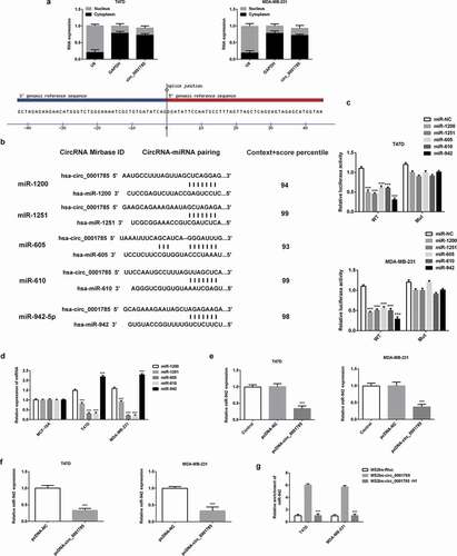 Figure 4. Circ_0001785 serves as a ceRNA via sponging miR-942 in breast cancer. (a) Expressions of circ_0001785, U6 and GAPDH were detected. (b) Circ_0001785 target genes predicted using CircInteractome and five miRNAs (miR-1200, miR-1251, miR-605, miR-610, miR-942) were screened. (c) Dual-luciferase reporter gene assay in T47D and MDA-MB-231 cells cotransfected with wild-type/mutant-type circ_0001785 and five predicted miRNAs mimics/negative control. ***p < 0.001 vs. miR-NC. (d) Expressions of five miRNAs in T47D and MDA-MB-231 cells were examined by western blot analysis. ***p < 0.001 vs. miR-1200. (e) Effect of Circ_0001785 overexpression on the expression of miR-942 in T47D and MDA-MB-231 cells transfected with empty vector or circ_0001785 overexpression plasmid by qRT-PCR. ***p < 0.001 vs. pcDNA-NC. (f) MiR-942 expression levels in tumor tissues transfected with empty vector or circ_0001785 overexpression plasmid by qRT-PCR. ***p < 0.001 vs. pcDNA-NC. (g) RIP assay was performed to confirm the direct binding between circ_0001785 and miR-942. ***p < 0.001 vs. MS2bs-circ_0001785