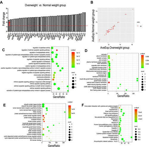 Figure 4 Protein function annotation GO and KEGG pathway analysis in the overweight versus normal weight group. (A) DEPs. (B) Scatter plot of apoptosis-related factors with red indicating upregulation, blue downregulation and gray no difference. (C) Biological process (D) Cellular component and (E) Molecular function. (F) KEGG analysis of protein functions, linking genomic information with higher-order functional information.