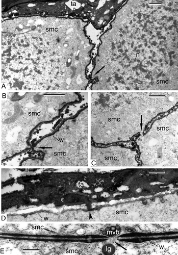 Figure 2. Pre-meiotic interphase in Alsophila setosa and Psilotum nudum: spore mother cells (SMCs). A–D. Alsophila setosa: A. Cytomictic channels appear between the SMC (arrow); B. Two SMCs with a cytomictic channel (arrow); the wall of the SMC is well pronounced; roundish particles are present in the space between the SMC; C. Three SMCs with a cytomictic channel (arrow); D. The border between the tapetal cell and the SMC; the wall of the SMC has a jagged profile; penetration of lipoid substance from the tapetal cell into the SMC (arrowhead). E. Psilotum nudum (from Gabarayeva, Citation1984 a, figure 4; reproduced with permission); a cytomictic channel between the SMC (arrow); the multivesicular body is ready to penetrate the channel. Abbreviations: see Figure 1. Scale bars – 1 μm (A–C), 500 nm (D, E).