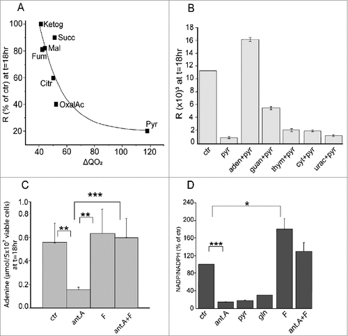 Figure 3. The role of cellular redox-state in the cytotoxic activity of physiological agents: the involvement of purine and folate metabolism. (A) The inhibition of cell recruitment into the S phase of AH130 cells by the Krebs cycle substrates, as a function of the corresponding rate of O2 consumption. O2 consumption (ΔQO2) is expressed as μl of O2 per mg of dry weight per hour. Ketog, α-ketoglutarate; Succ, Succinate; Mal, Malate; Fum, Fumarate; Citr, Citrate; OxalAc, Oxalacetate; Pyr, pyruvate. All substrates are used at [10 mM]. R = rate of 14C-Thymidine incorporation into DNA per 90 min per 106 viable cells at 18 hours of incubation in air. Values are expressed as % of control. (B) Effects of purine and pyrimidines on pyruvate inhibition of AH130 cell recruitment into the S phase. Abbreviations: pyr, pyruvate; ade, adenine; guan, guanine; thym, thymidine; cyt, cytosine; urac, uracile. Pyruvate was added at 10 mM; all bases are used at 0.5 mM. All additions were performed at time 0. Values are means ± SEM of 3 separate experiments. (C) antimycin A (ant.A) inhibition of adenine pool and its removal by folate in AH130 cells. Values are expressed as nmol/5 × 107 viable cells at 18 hours of incubation in air and are means ± SEM of 6 separate experiments. Ant.A (6 × 10−6M), F (100 μmol), gln, glutamine (5 mM).were added at t = 0. (D) The effects of various treatments on the intracellular NADP/NADPH ratio in AH130 cells. NADP and NADPH were estimated by HPLC technique and are expressed as percentage of control at t = 18 hours of incubation in air, and are means ± SEM of 5 separate experiments. ##P < 0.02; ###P < 0.001. Adapted from 25.