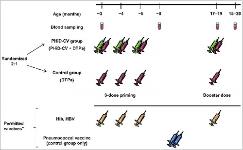 Figure 3. Study design. *Children in the control group were allowed catch-up vaccination with 7vCRM (2 doses administered between the second blood sampling time point and 7 d before the DTPa booster dose). Children in both groups were allowed to receive Haemophilus influenzae type b (Hib) and hepatitis b virus (HBV) vaccines concomitantly with the study vaccines. Administration of Bacille Calmette-Guérin, oral polio, measles-rubella, varicella and mumps vaccines was allowed, according to local recommendations, up to 28 d before or at least 7 d after DTPa or PHiD-CV administration.