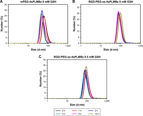 Figure S4 The size changes of (A) mPEG-4sPLMBz and (B and C) RGD-PEG-ss-4sPLMBz micelles in different concentrations of GSH solutions.Abbreviations: GSH, glutathione; h, hours; mPEG, methoxy poly(ethylene glycol); PEG, poly(ethylene glycol).