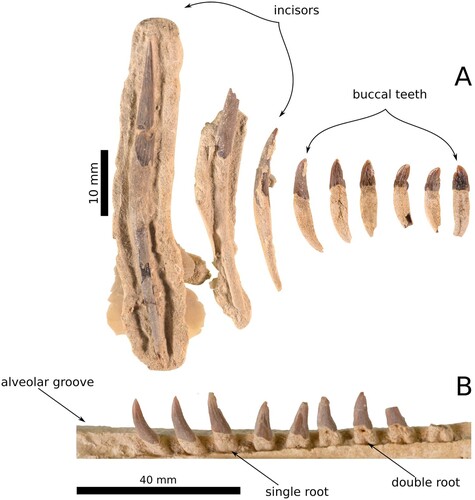 Figure 3. The teeth of Aureia rerehua. A series of the best-preserved teeth A are shown along with a section of in situ teeth preserved in the left mandible B.