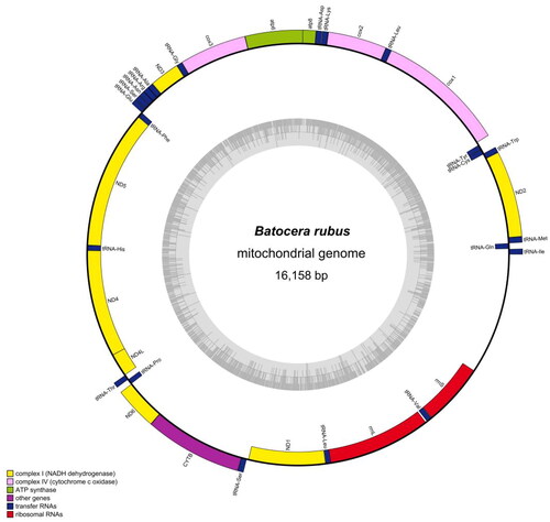 Figure 2. Complete mitochondrial genome map of Batocera rubus. The arrangement of 37 genes is represented in the map, including 13 protein coding genes, 22 tRNA genes, and two rRNA genes.