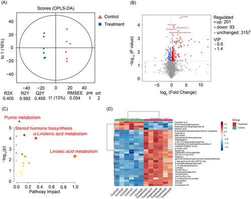 Figure 3. OPLS-DA model (a), volcano plot (B), bubble chart (C) and heatmap (D) showing the significantly different metabolites in the Chinese chicken caecum induced by fermented compound Chinese herbal medicine. Each point in the volcano plot represents a metabolite. The x-axis represents the multiple changes of the metabolites, and the y-axis represents the P-value of the test (logarithm with the base of 10). the sizes of the scatter points represent the VIP values of the OPLS-DA model. The data had been standardised before the heatmap drawing.