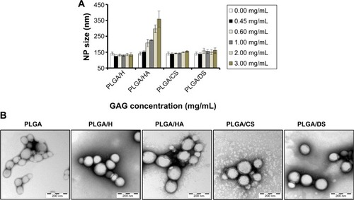 Figure 1 Effect of glycosaminoglycan (GAG) concentration on poly-lactide-co-glycolide (PLGA) nanoparticle (NP) size (n=3): (A) “0.00 mg/mL” corresponds to plain PLGA NPs; (B) transmission electron micrographs of GAG-functionalized PLGA NPs.Abbreviations: PLGA/CS, poly-lactide-co-glycolide functionalized with chondroitin sulfate; PLGA/DS, poly-lactide-co-glycolide functionalized with dermatan sulfate; PLGA/H, poly-lactide-co-glycolide functionalized with heparin; PLGA/HA, poly-lactide-co-glycolide functionalized with hyaluronic acid.