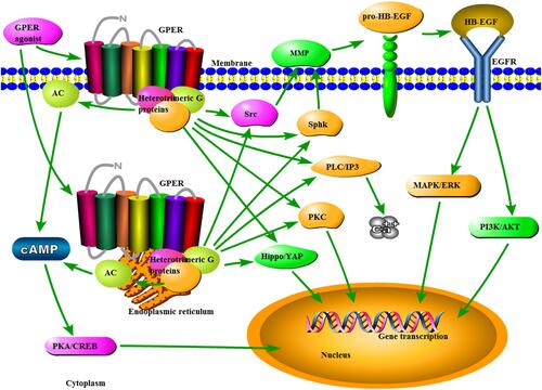 Figure 1 Schematic diagram of the GPER signaling pathways. Once the binding of the agonist is generated, GPER can induce heterotrimeric G proteins, resulting in multiple downstream events, including AC/cAMP/PKA/CREB, Src, and SphK. MMP, activated by the latter two signals, may cleave pro-HB-EGF and liberate free HB-EGF, which in turn transactivates EGFR. Subsequently, EGFR activation appears to be involved in the activation of MAPK/ERK and PI3K/AKT pathways. Additionally, the additional signals activated by GPER include PLC/IP3/calcium mobilization, PKC, and Hippo/YAP signaling.