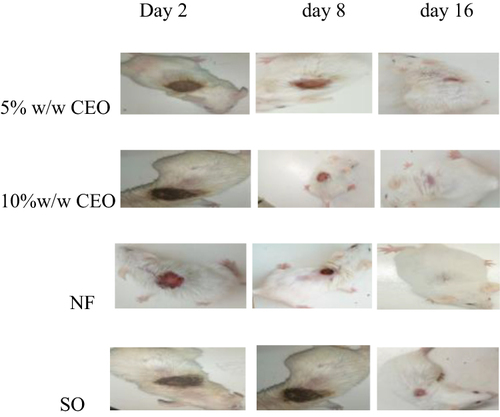 Figure 5 Photograph of excision wound on day 2, 8, and 16.