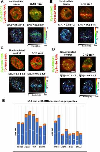 Figure 7. m6A RNA did not interact with γH2AX, DNA, and BRCA1. FLIM-FRET analysis showed a strong interaction between (A) m6A RNA and XRCC1, but no interaction was shown when analysing (B) m6A RNA and γH2AX or (C) m6A RNA and DNA or (D) m6A RNA and the BRCA1 protein. (E) Comparison of interaction properties in the following interaction partners: m8A RNA-XRCC1; m8A RNA-γH2AX, m8A RNA- DNA, and m8A RNA-BRCA1 and m6A RNA-XRCC1; m6A RNA-γH2AX, m6A RNA- DNA, and m6A RNA-BRCA1.