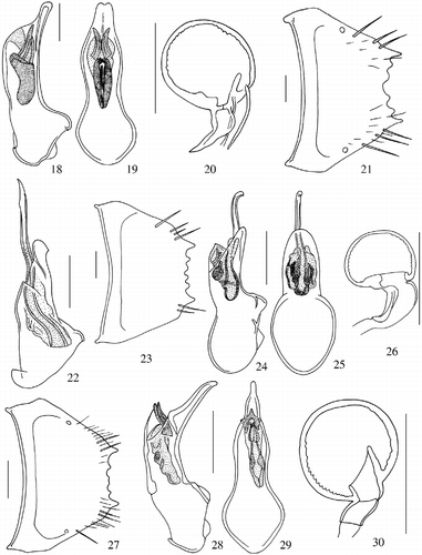 Figures 18–30 Aedeagus in lateral and ventral views, spermatheca and sixth visible tergite of male. 18–21: Coenonica florentinorum n. sp.; 22, 23: Coenonica malaycolorata n. sp.; 24–27: Coenonica bartolozzii n. sp.; 28–30: Coenonica malaysiana n. sp. Scale bars: 0.1 mm.