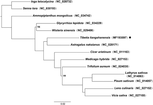 Figure 1. Maximum likelihood (ML) phylogenetic tree based on 14 chloroplast genomes of Fabaceae. ML bootstrap values <100% are shown. The position of Tibetia liangshanensis is indicated with black dot.