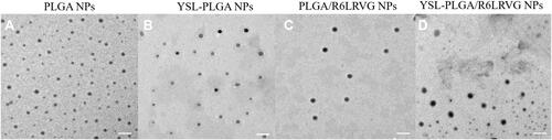 Figure 1 The TEM images of (A) PLGA NPs, (B) YSL-PLGA NPs, (C) R6LRVG/PLGA NPs and (D) YSL-R6LRVG/PLGA NPs. Scale bar = 200 nm.