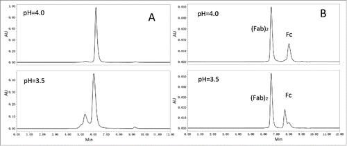 Figure 2. Acid-induced aggregation of nivolumab was attributed to pH threshold of Fc fragment. (A) SEC-HPLC chromatogram of nivolumab bulk substance in 25 mM citrate buffer at pH4.0 or 3.5. (B) SEC-HPLC chromatogram of nivolumab digested with IdeS incubated at pH4.0 and 3.5.