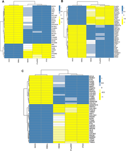 Figure 4 The relationship between 5 hub genes and lipid metabolism, mitochondrial function and ECM degradation respectively in dataset GSE27494. (A) Correlation between the hub genes and DE-MFRGs. (B) Correlation between the hub genes and DE-LMRGs. (C) Correlation between the hub genes and DE-ECMRGs. The scale bar including 1, 0.5, 0, −0.5 and −1 represents z score.