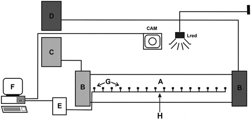 Figure 1. Experimental set-up for recording of thermoregulatory behaviour. A – thermal gradient chamber; B – fluid chambers; C – cryostat; D – thermostat; E – recording keeper; F – computer, G – thermocouples, H – position of spider introduction at the beginning of the test; Lred – red light and Cam – video camera (redrawn and modified after Grodzicki & Caputa Citation2012)